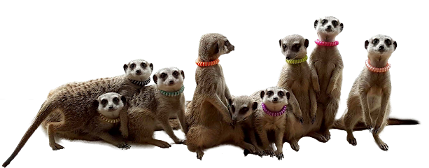 Meerkat Friends, Seoul