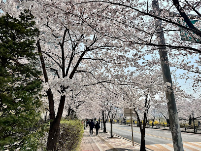 Cherry Blossom Street, Seoul
