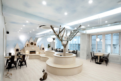 Skycat Cafe, Seoul