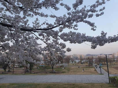 Yeouido Cherry Blossom Festival, Seoul