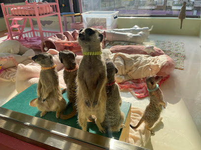 Eden Meerkat Friends, Seoul