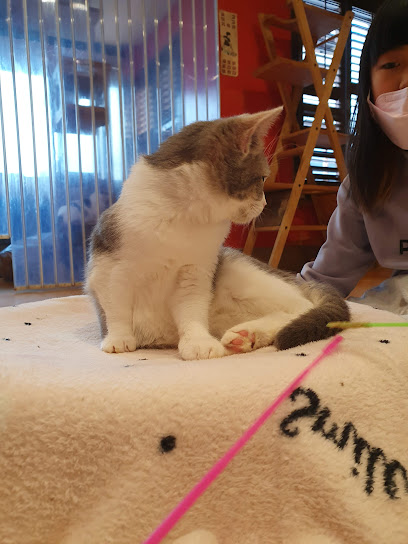 Y Cat, Seoul