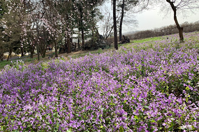 Cherry Blossom Forest