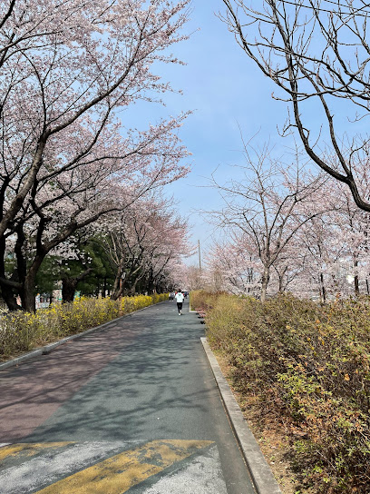 Jungnangcheon Cherry Blossom Road