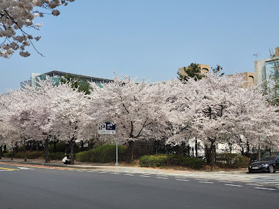 Yeouido Cherry Blossom Festival